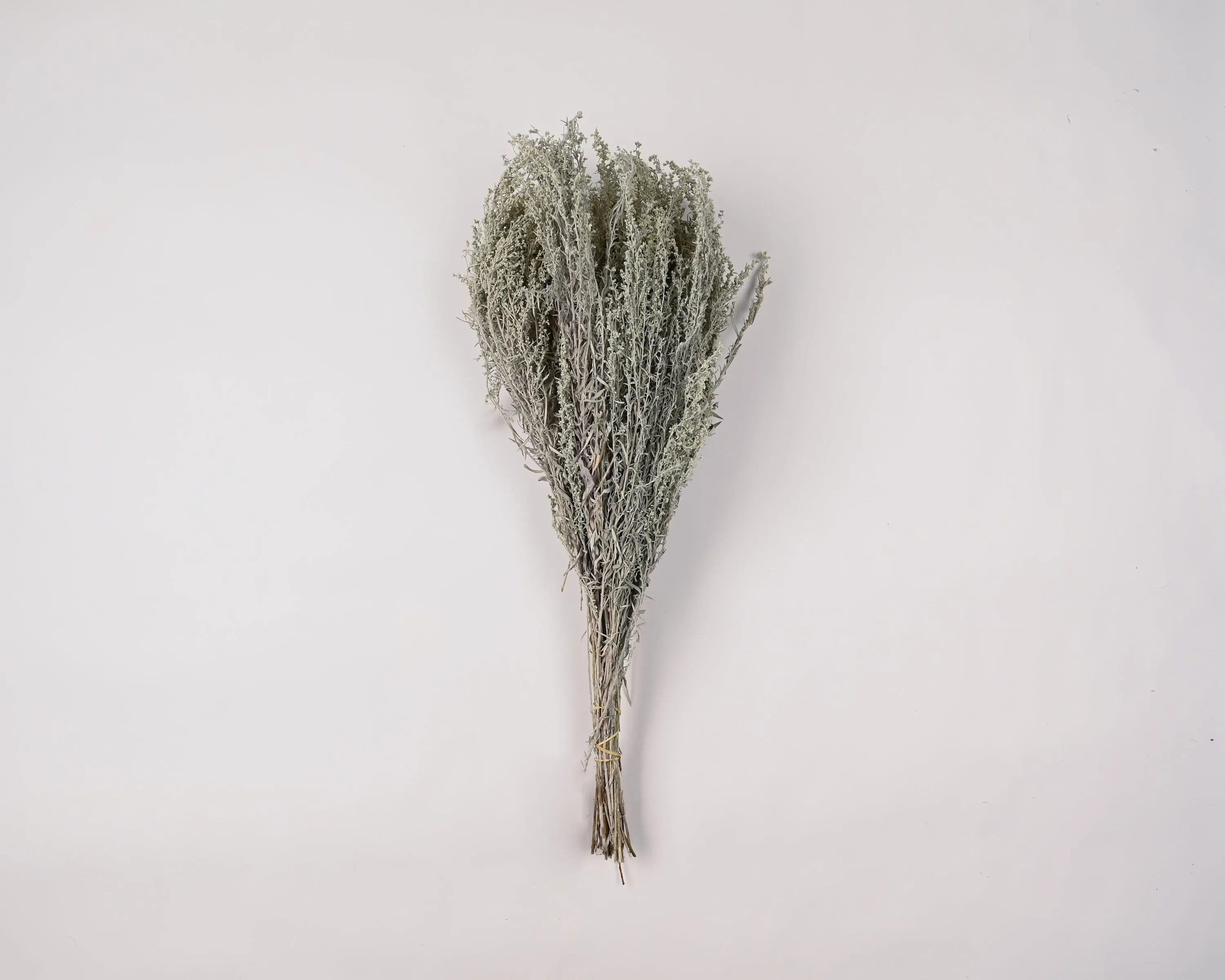 Dried Artemesia (Artemisia, Silver King, Wormwood)