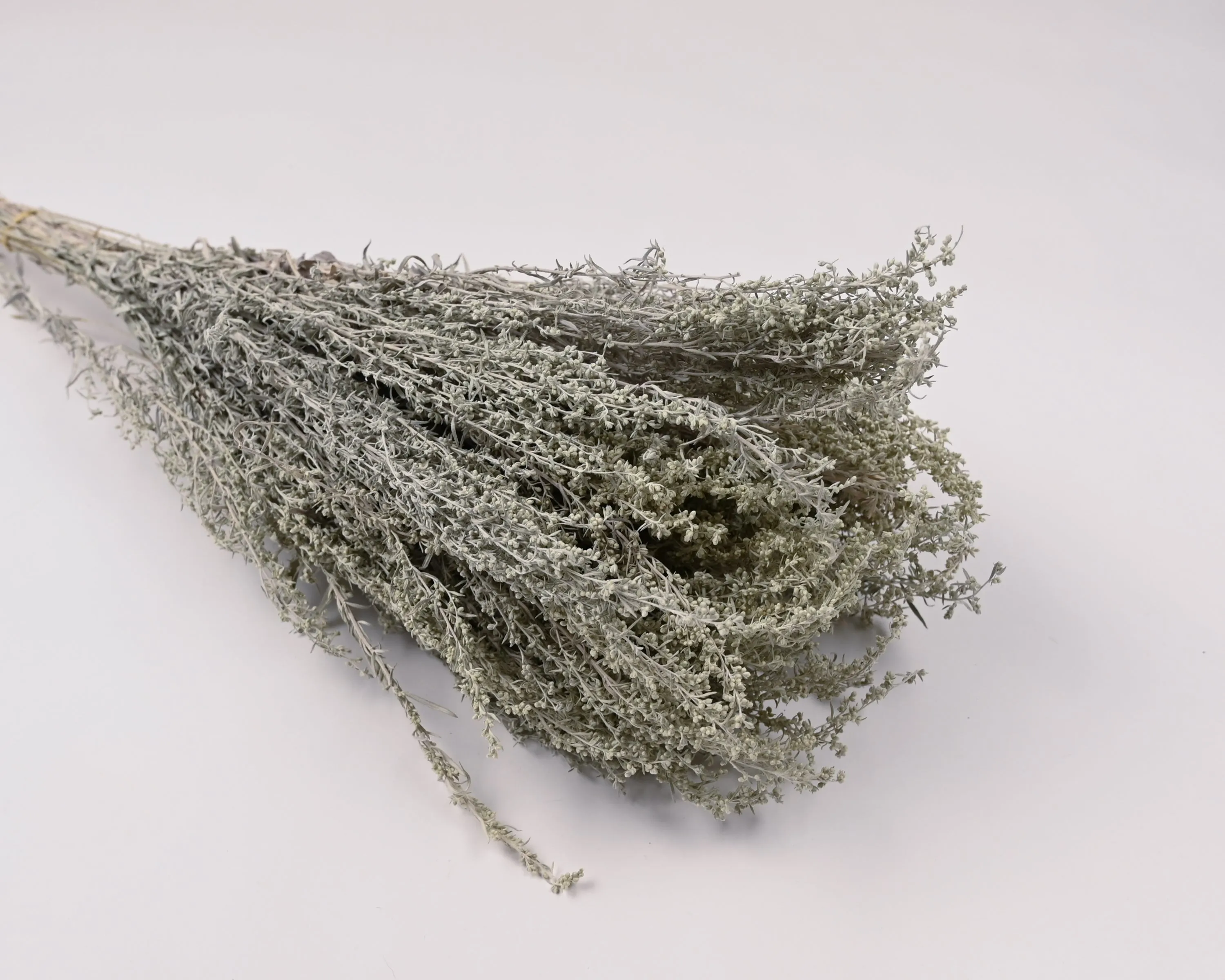 Dried Artemesia (Artemisia, Silver King, Wormwood)