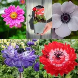 SPECIAL OFFER: Anemone Mix of 5